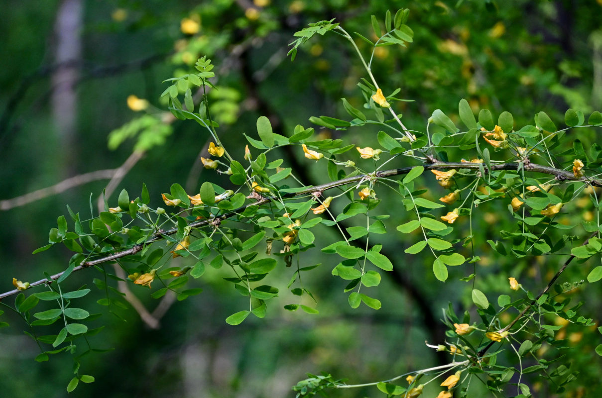 Изображение особи Caragana arborescens.