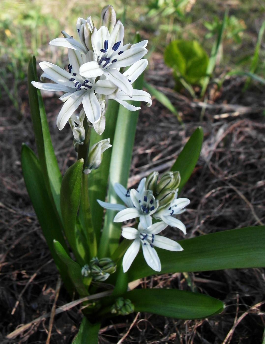 Изображение особи Scilla puschkinioides.