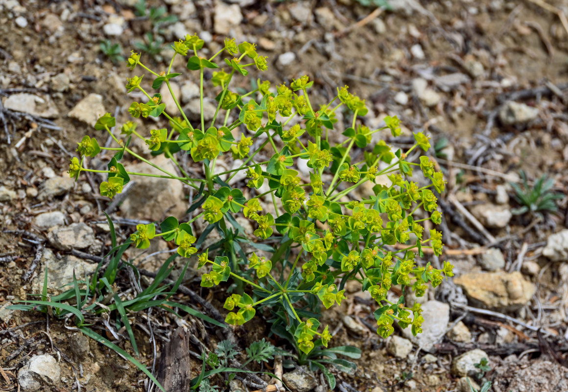 Изображение особи род Euphorbia.