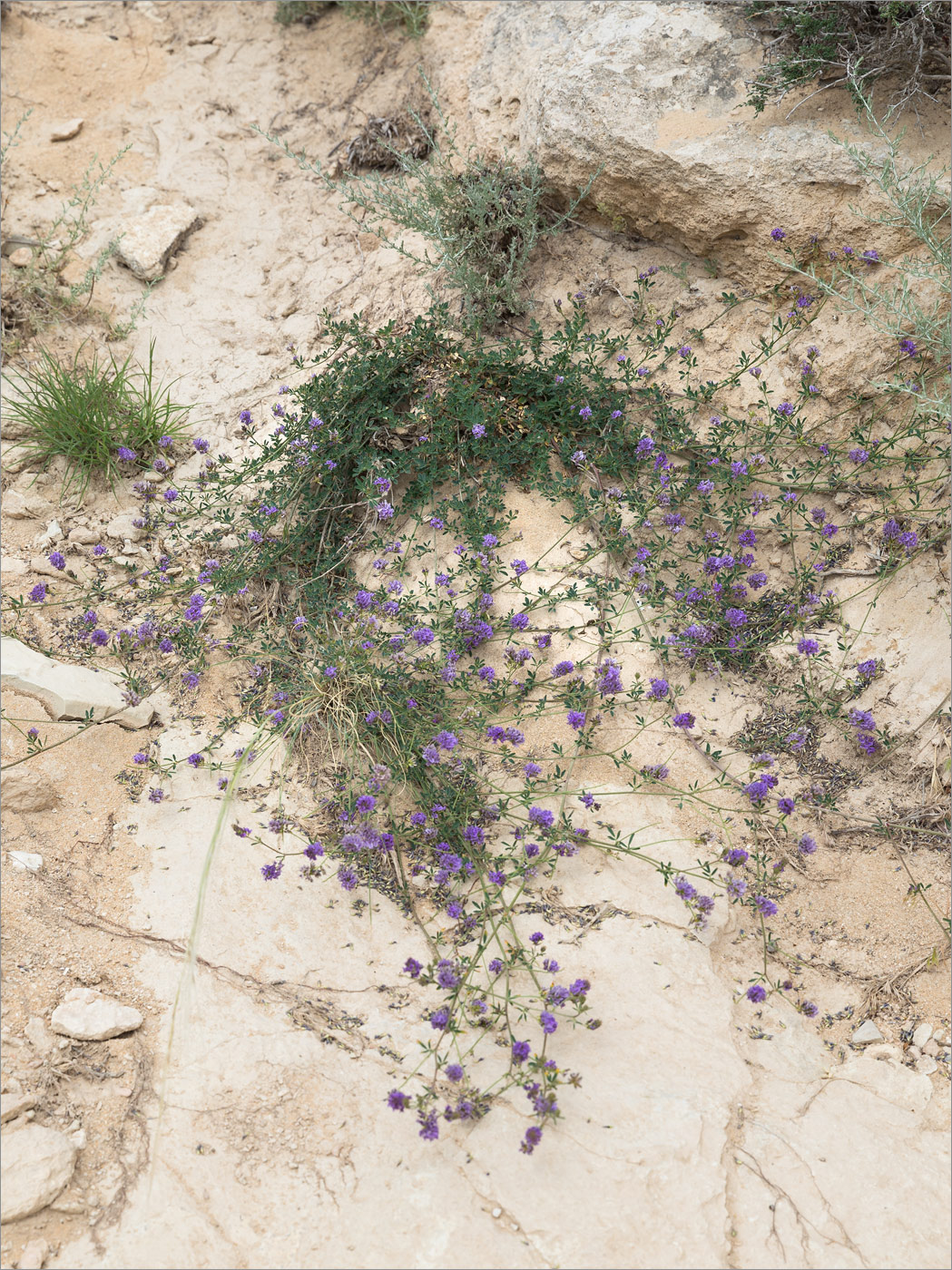 Image of genus Medicago specimen.