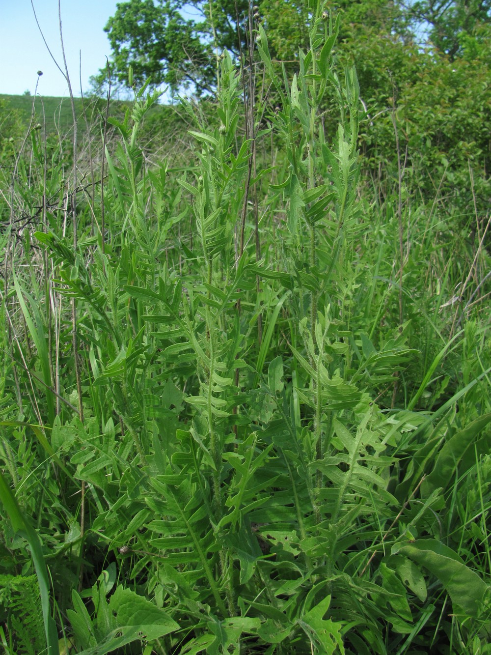 Image of Klasea radiata specimen.