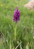 Dactylorhiza incarnata. Цветущее растение. Дагестан, Докузпаринский р-н, окр. с. Куруш, влажный луг. 27 июня 2023 г.