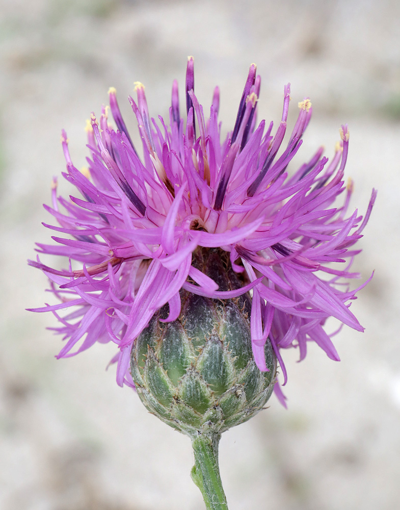 Image of Centaurea adpressa specimen.