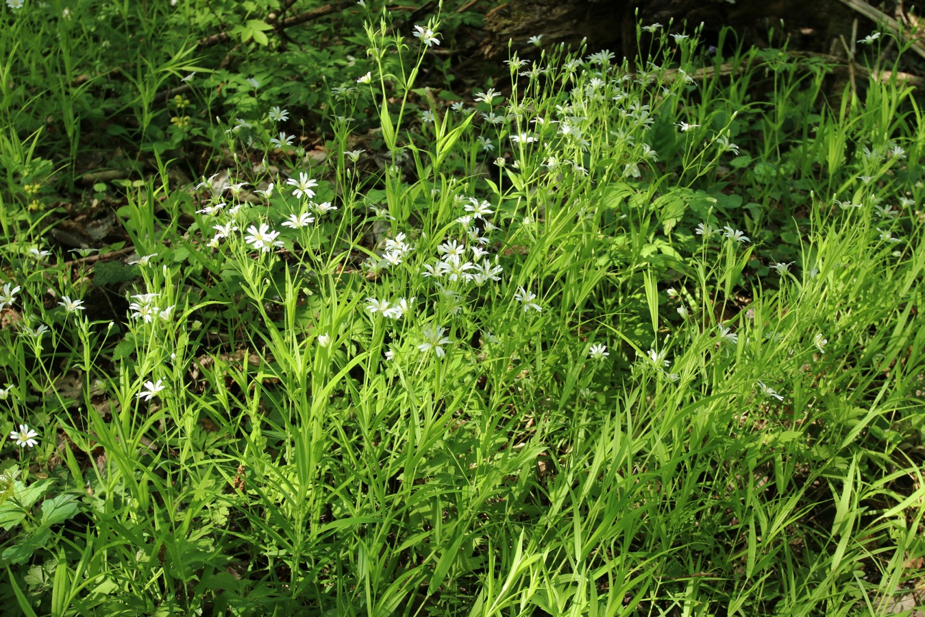 Image of Stellaria holostea specimen.