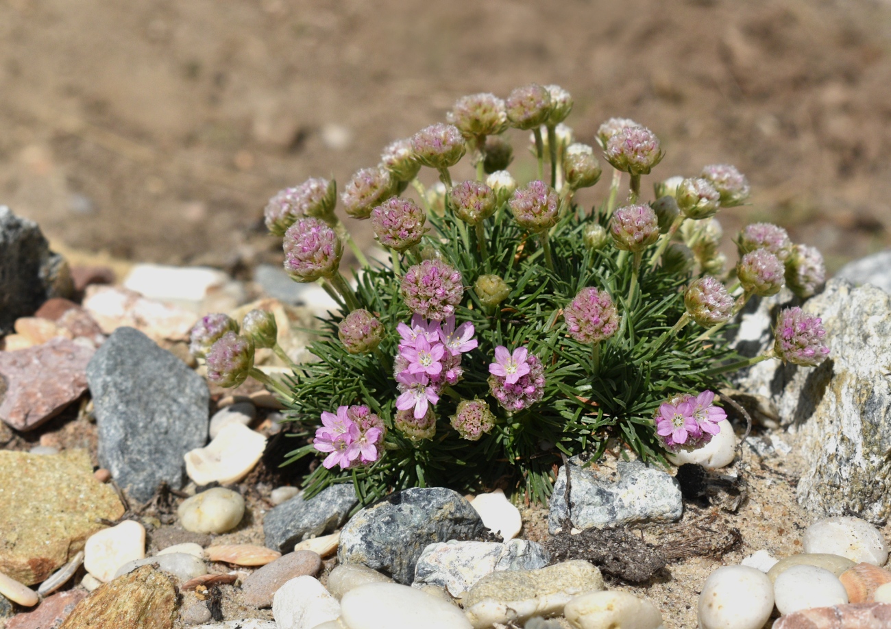 Image of Armeria juniperifolia specimen.