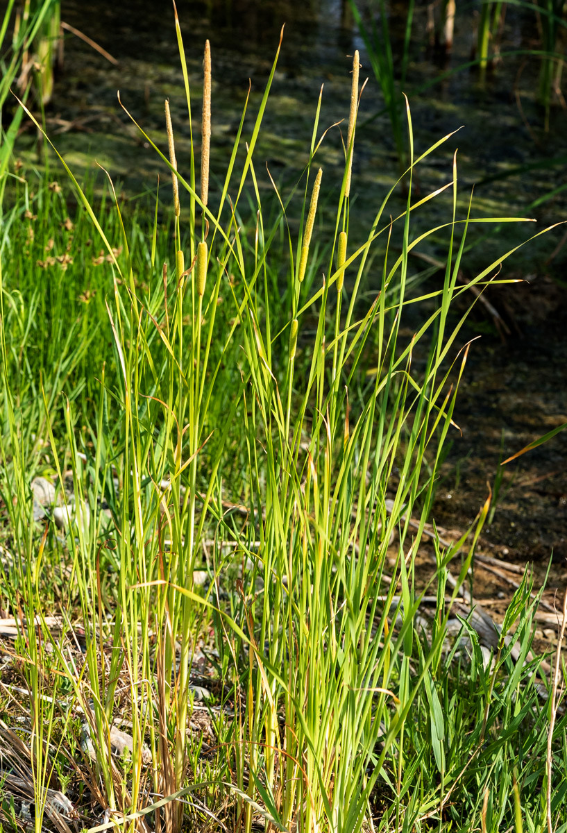 Изображение особи род Typha.