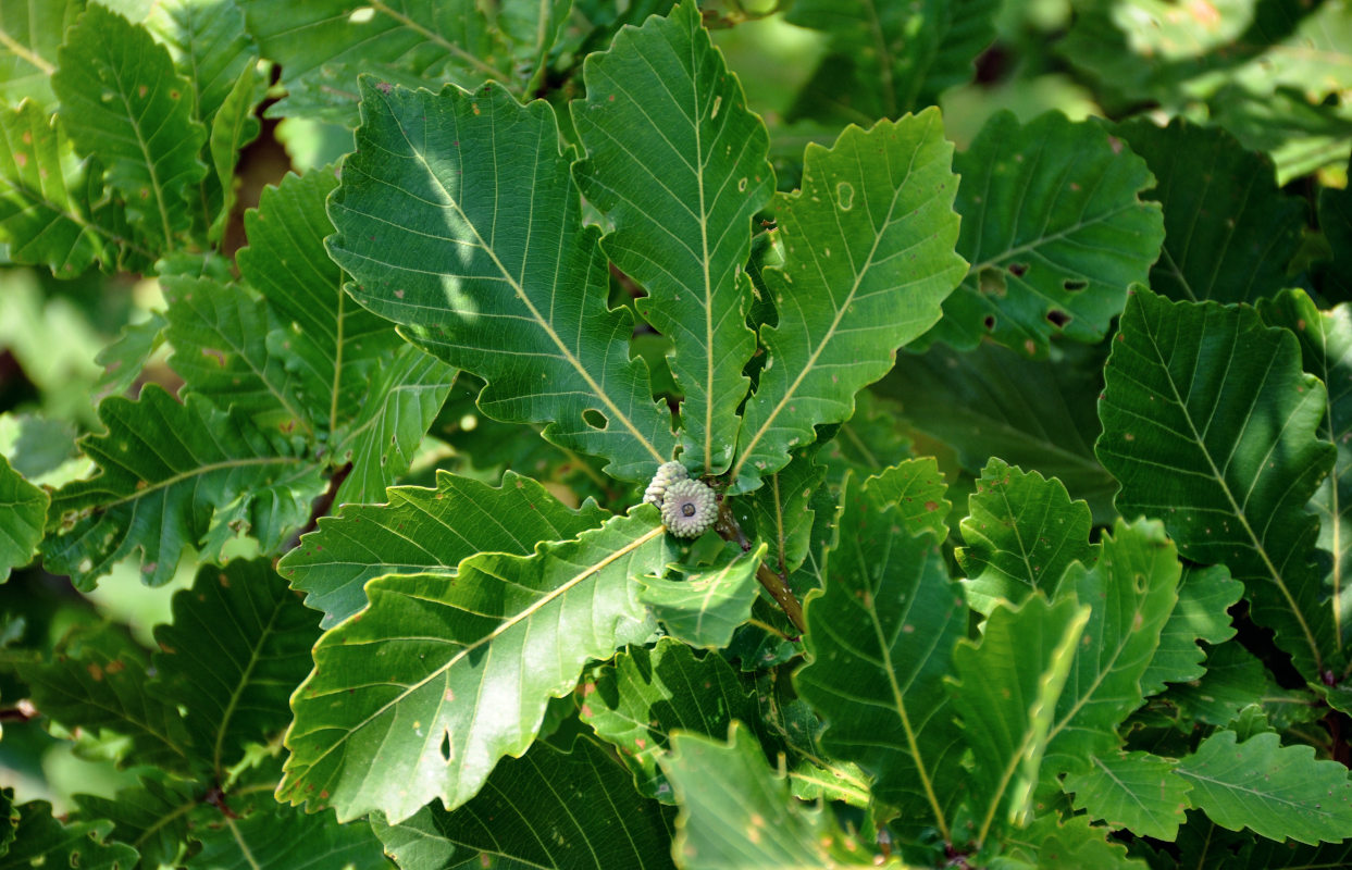 Изображение особи Quercus mongolica.