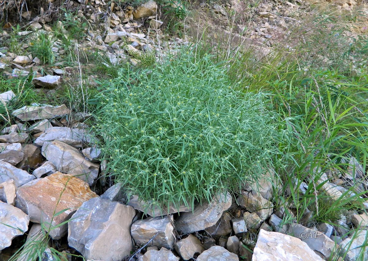 Image of genus Artemisia specimen.