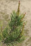 Pinus sylvestris. Ветвь с молодыми шишками на концах молодых побегов. Ленинградская обл., Кингисеппский р-н, окр. дер. Выбье, экологическая тропа; левый берег р. Выбья близ устья, сосновое редколесье на древней дюне. 28.05.2023.