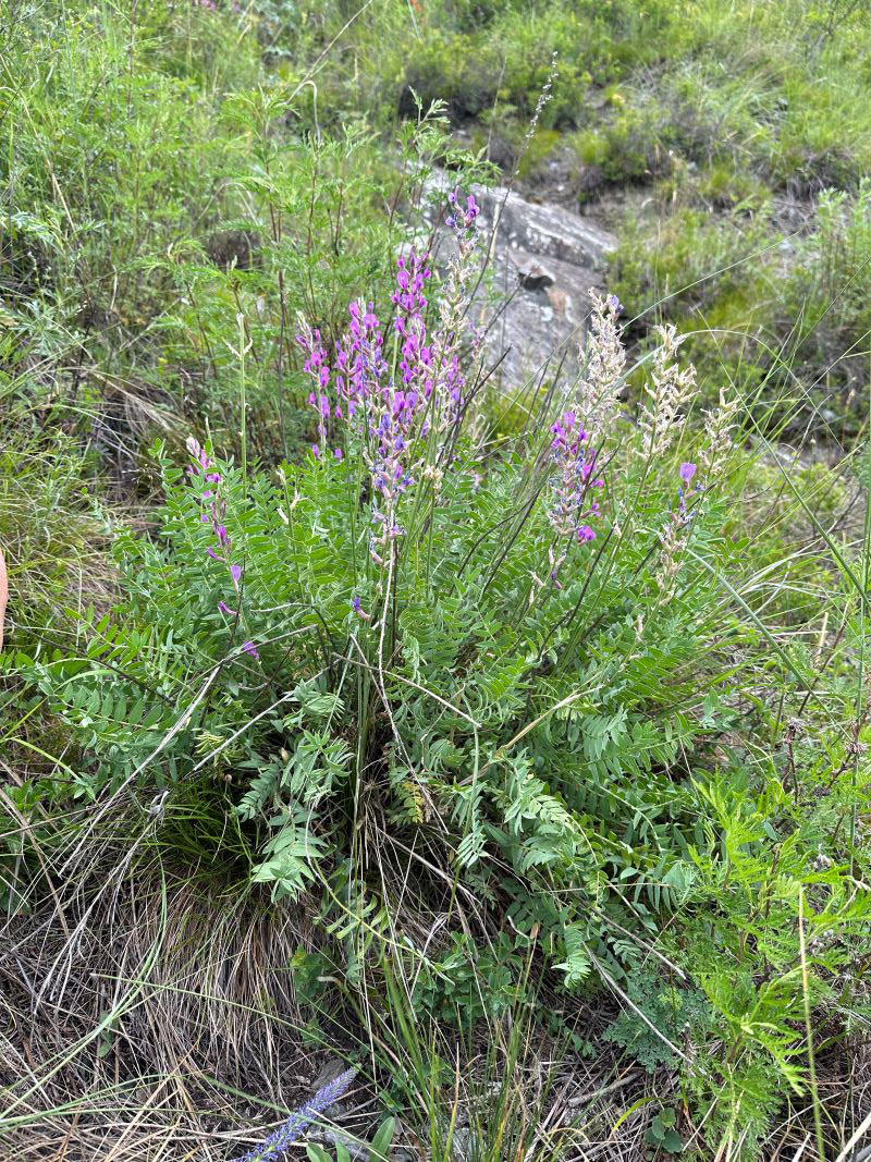 Изображение особи Oxytropis confusa.