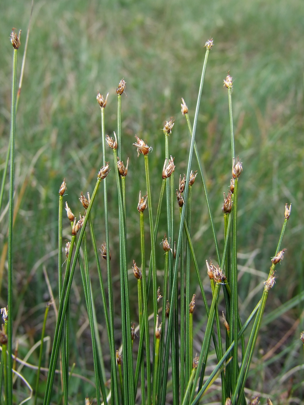 Изображение особи Trichophorum cespitosum.