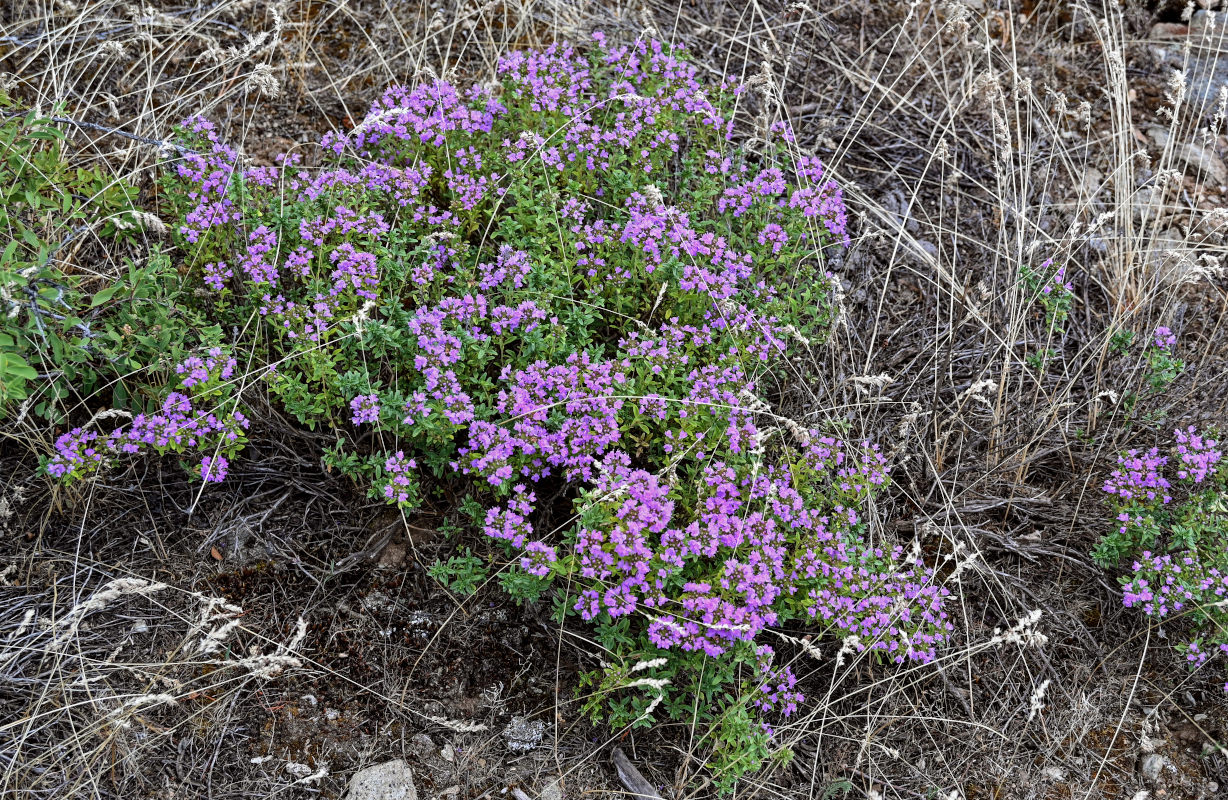 Изображение особи род Thymus.