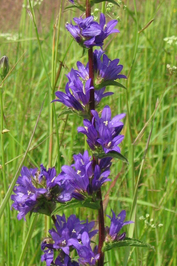 Image of Campanula glomerata specimen.