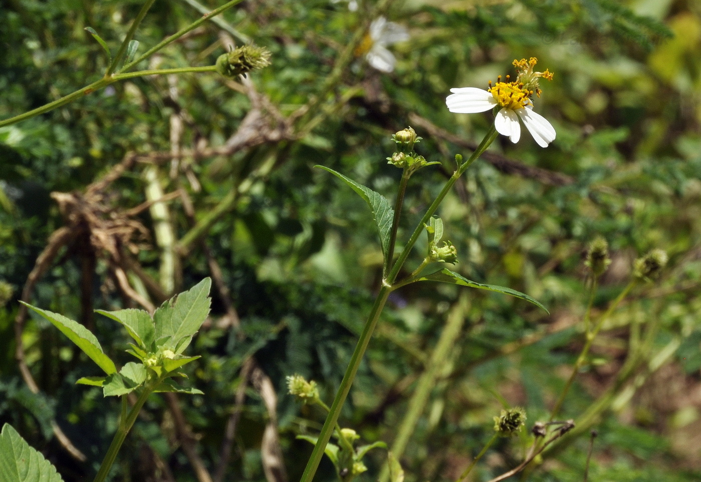 Image of Bidens alba specimen.