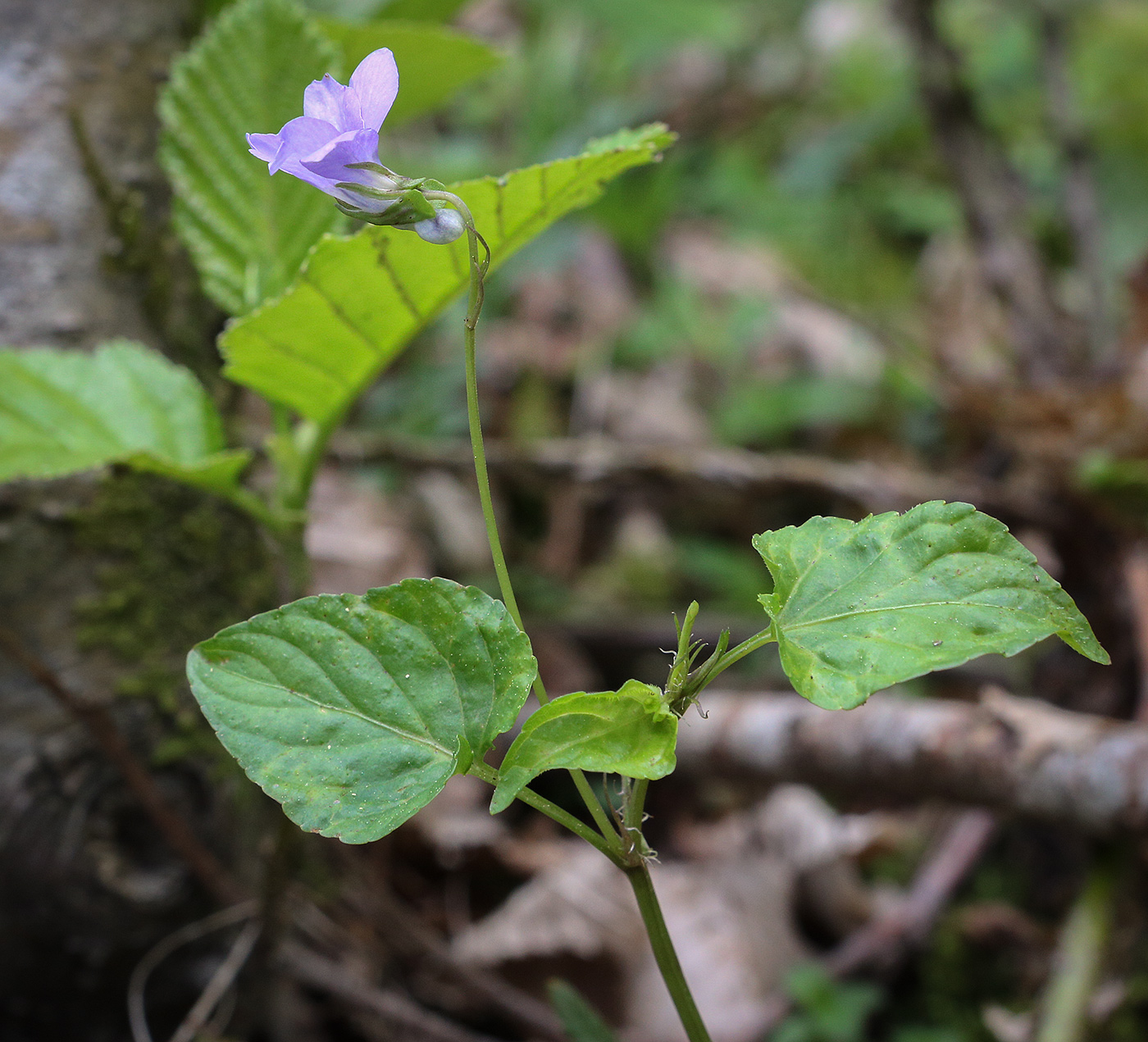 Image of Viola reichenbachiana specimen.