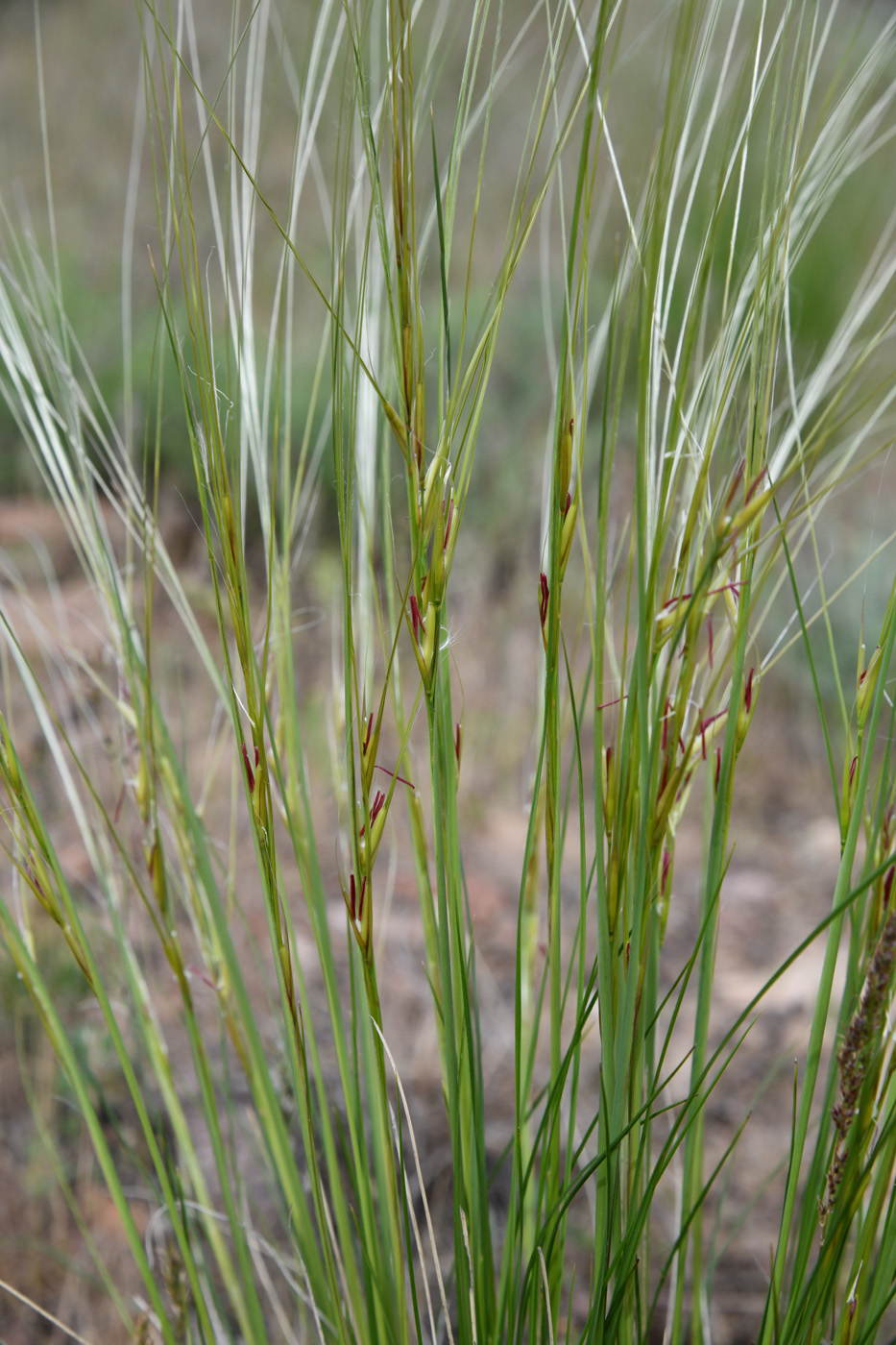 Image of genus Stipa specimen.