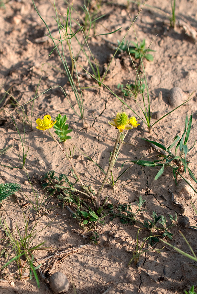 Image of Ranunculus pinnatisectus specimen.