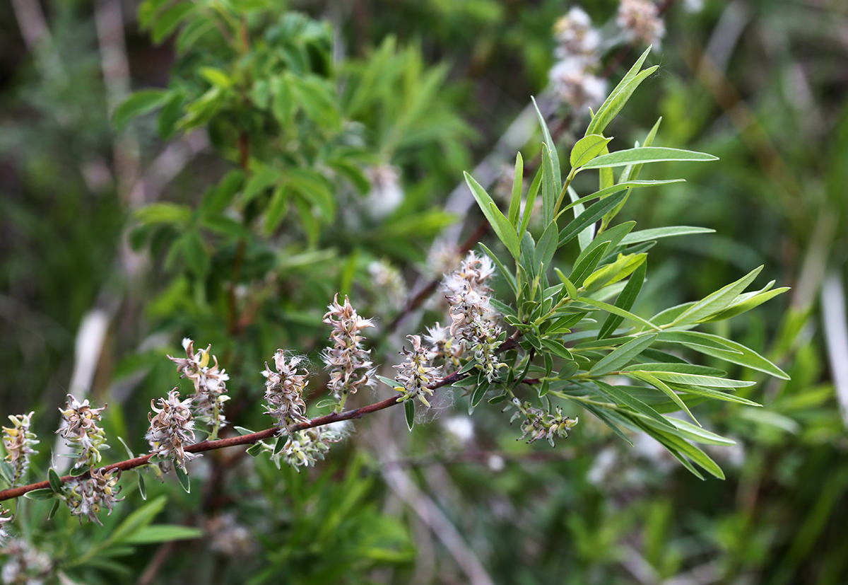 Image of Salix brachypoda specimen.