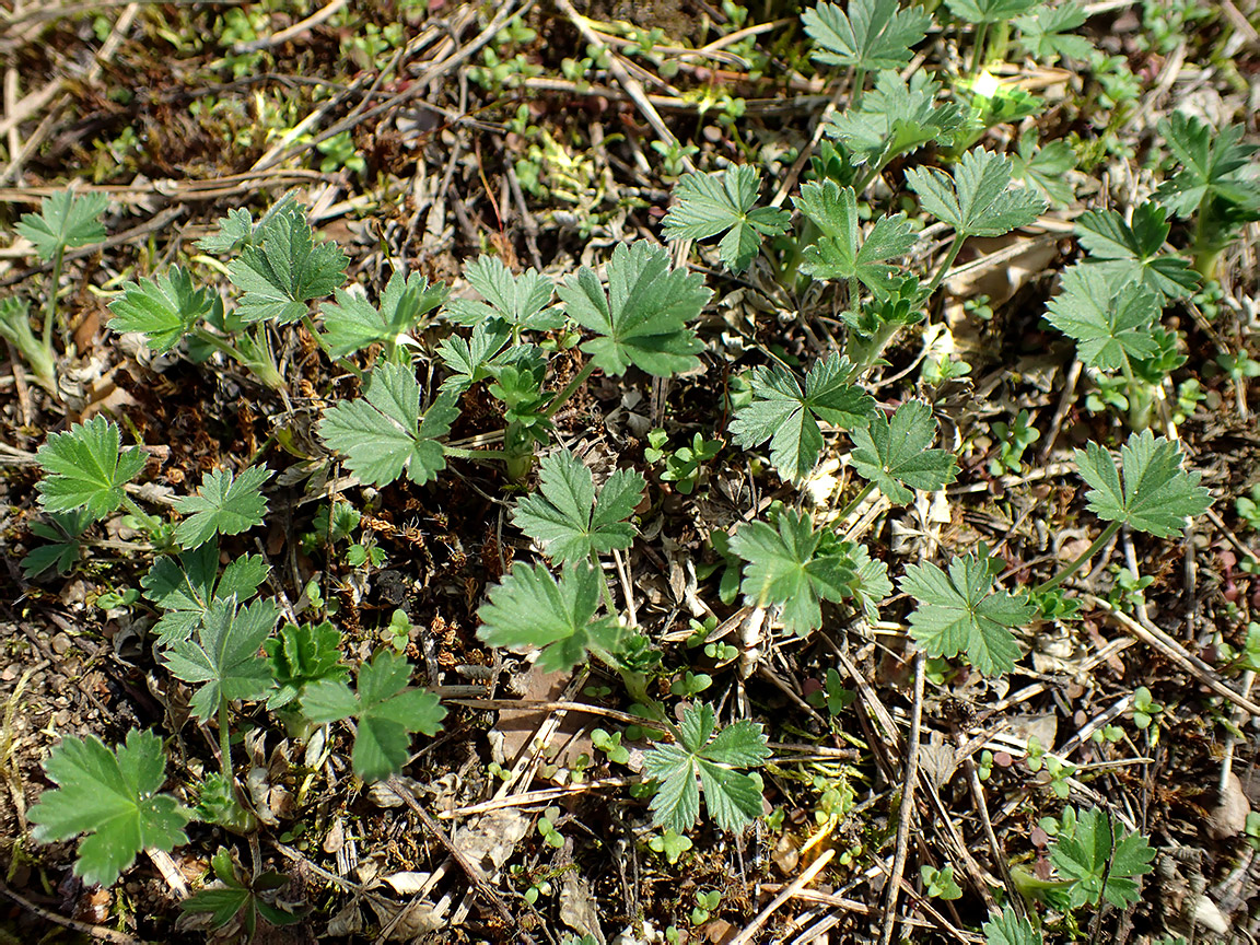 Image of genus Potentilla specimen.