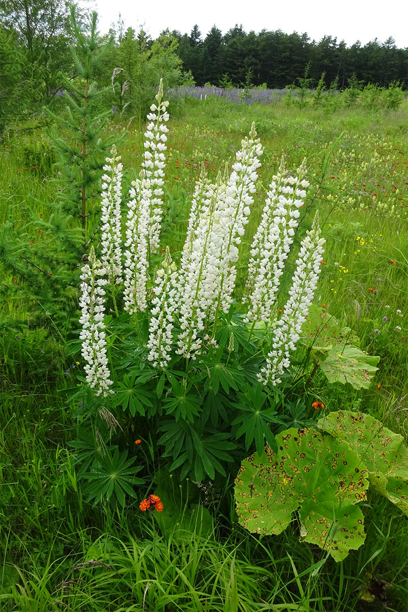 Image of Lupinus nootkatensis specimen.