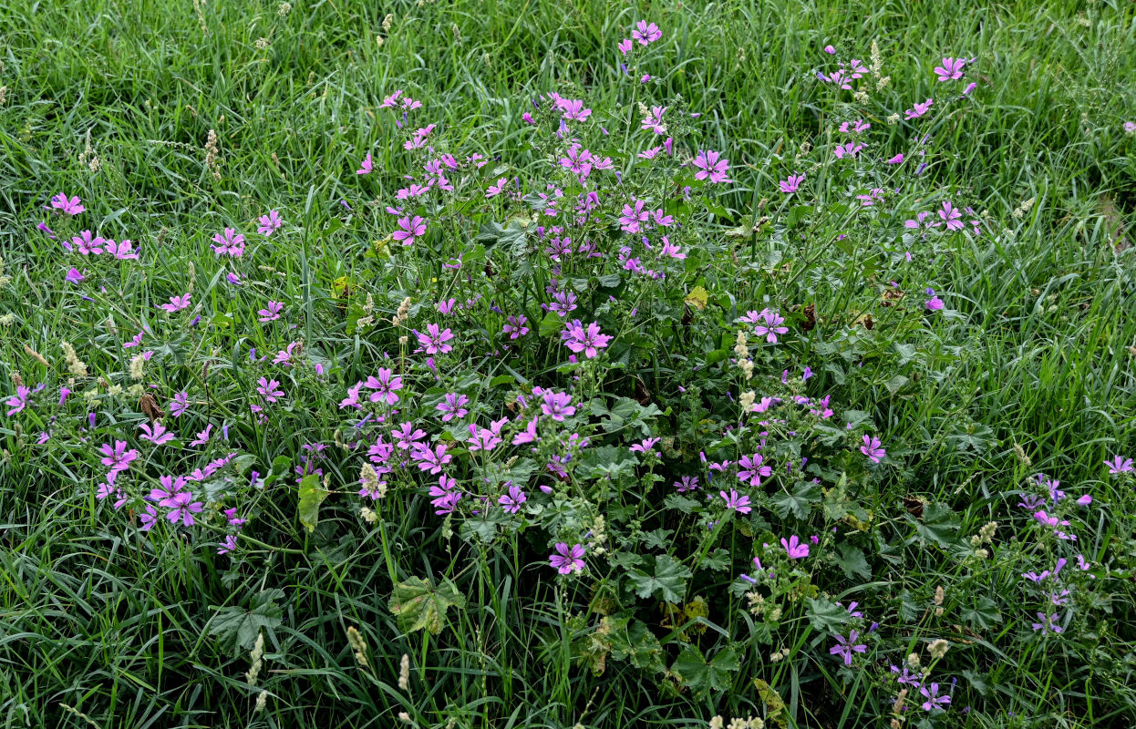 Image of Malva sylvestris specimen.