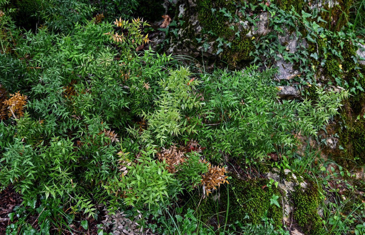 Изображение особи Ruscus aculeatus.