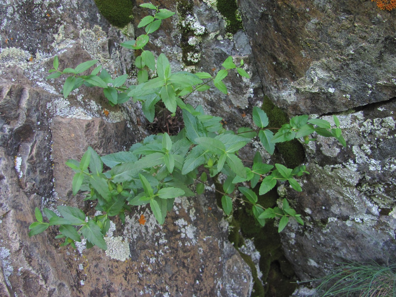 Image of Paederotella pontica specimen.