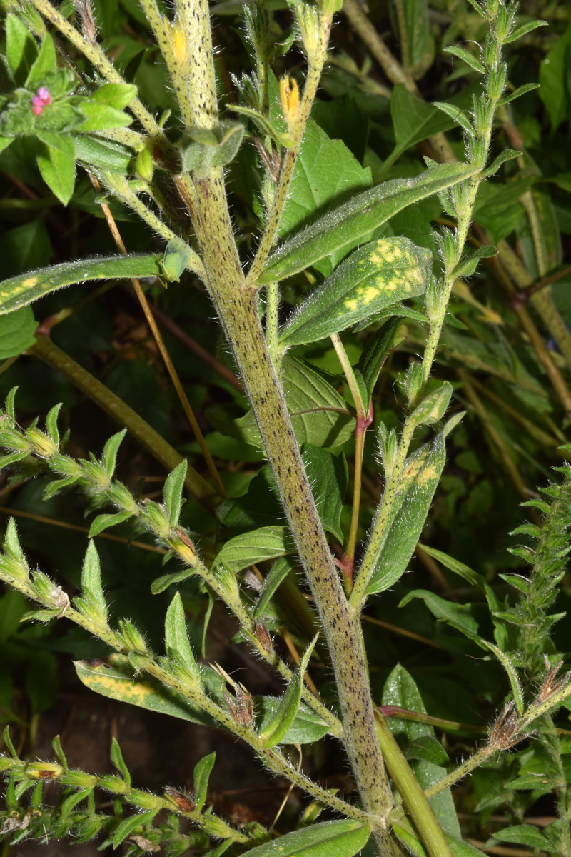 Image of Echium vulgare specimen.