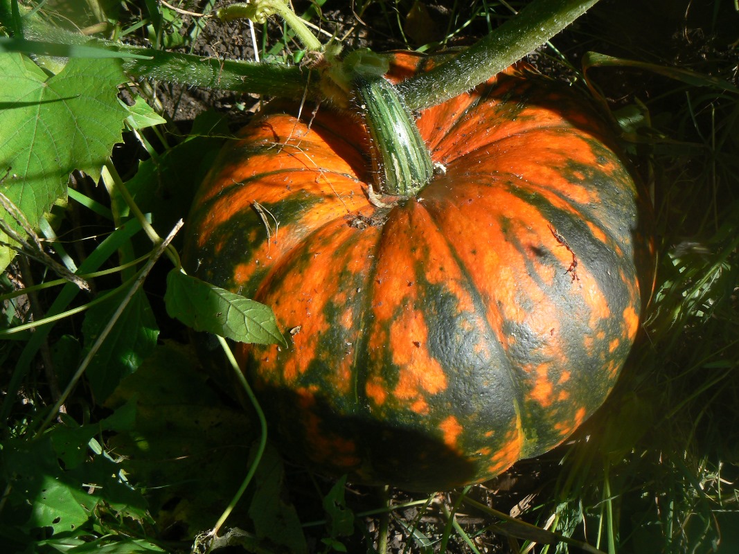 Изображение особи Cucurbita pepo.