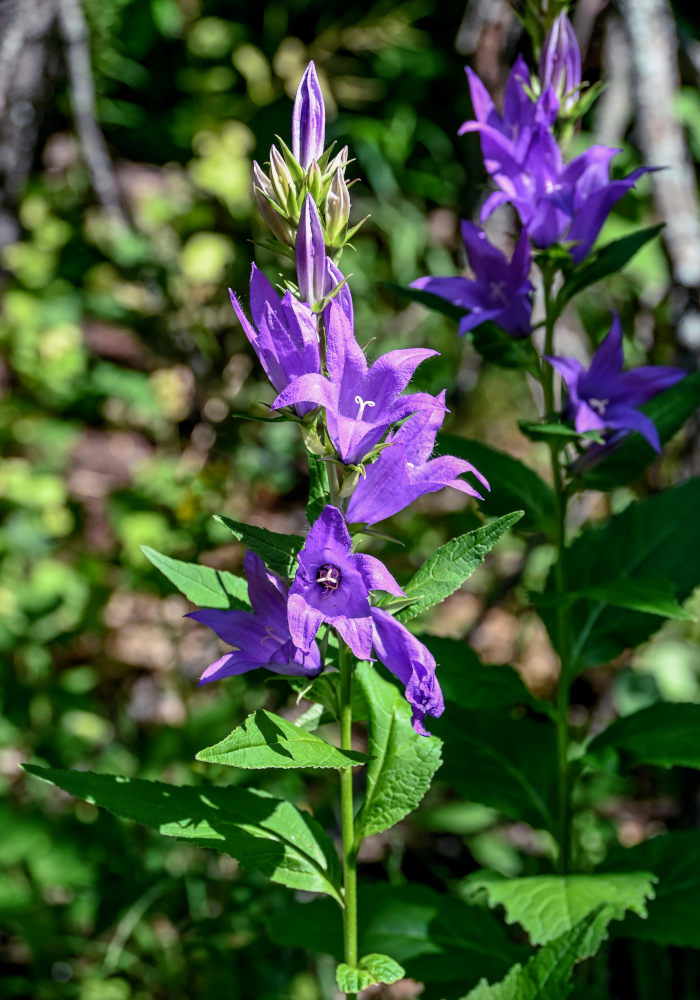 Image of Campanula latifolia specimen.