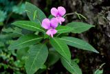 Impatiens macrovexilla. Верхушка цветущего и плодоносящего растения. Китай, Гуанси-Чжуанский автономный р-н, г. Синпин, широколиственный лес, каменистый участок склона. 01.06.2024.