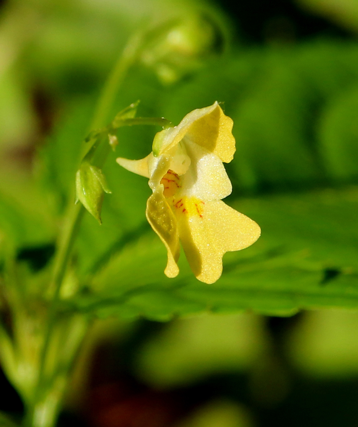 Image of Impatiens parviflora specimen.