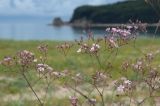 Gypsophila pacifica. Верхушка соцветия. Приморье, Лазовский р-н, бух. Петрова, задернованная песчаная прибрежная полоса. 30.08.2022.