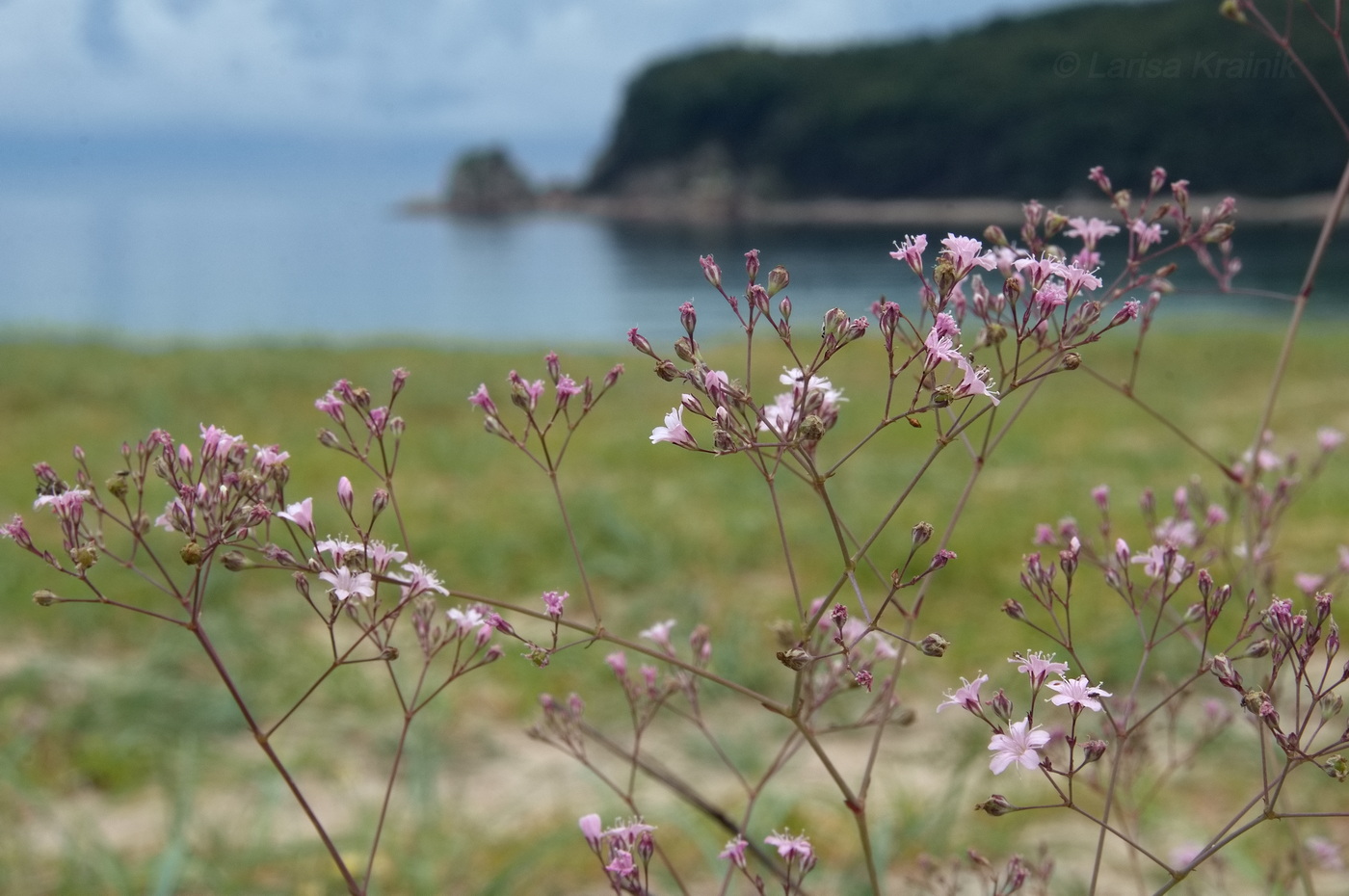 Image of Gypsophila pacifica specimen.