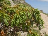 Juniperus oblonga. Ветви с шишкоягодами. Кабардино-Балкария, Черекский р-н, юго-восточный склон горы Эркедыген, ≈ 2600 м н.у.м., скала. 30.07.2024.