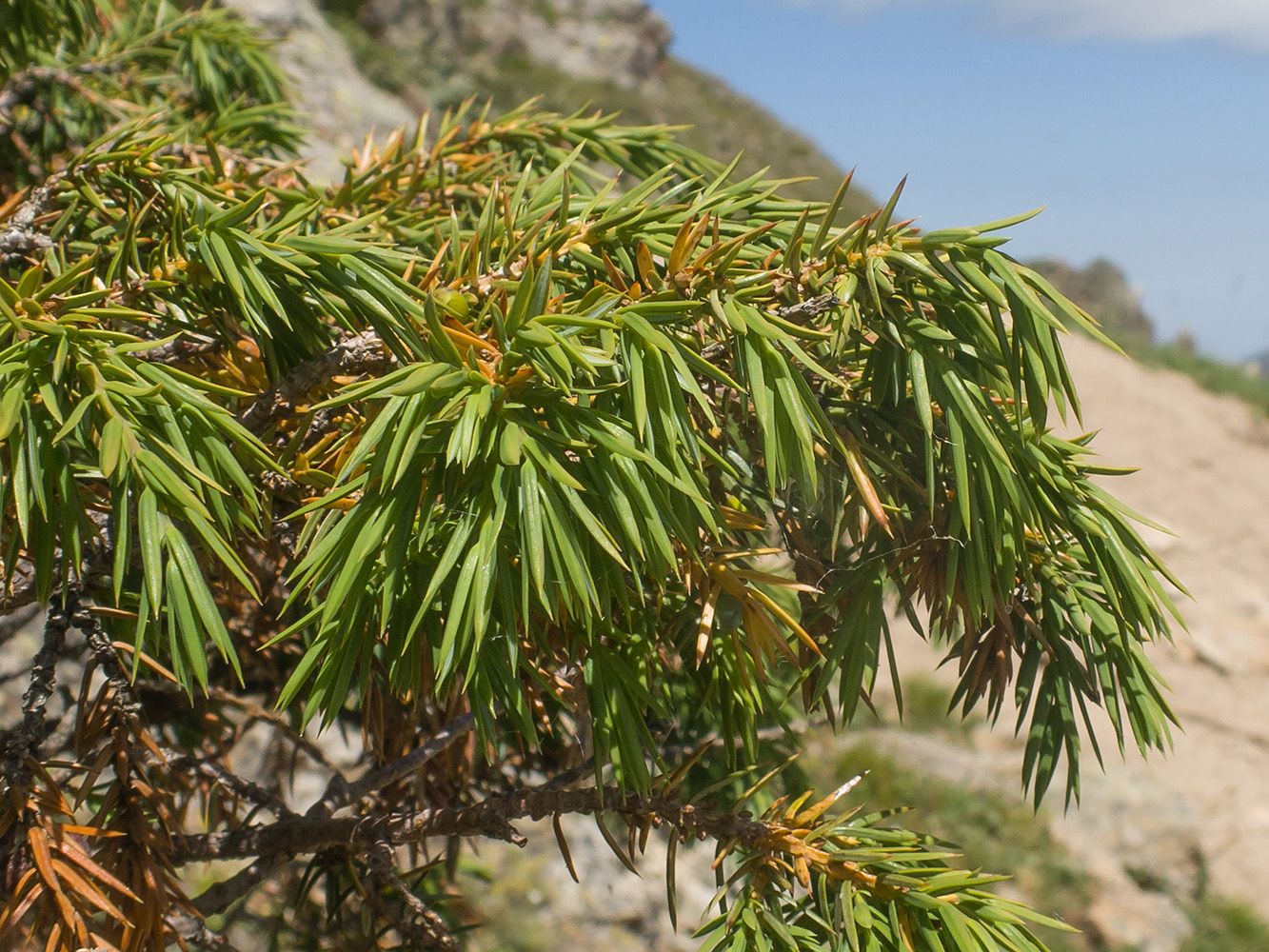 Image of Juniperus oblonga specimen.