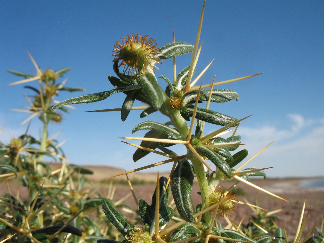 Изображение особи Xanthium spinosum.