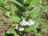 Ajuga laxmannii