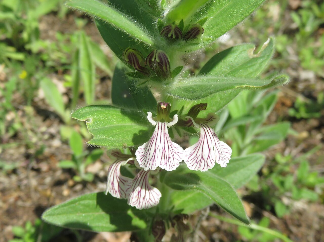 Image of Ajuga laxmannii specimen.