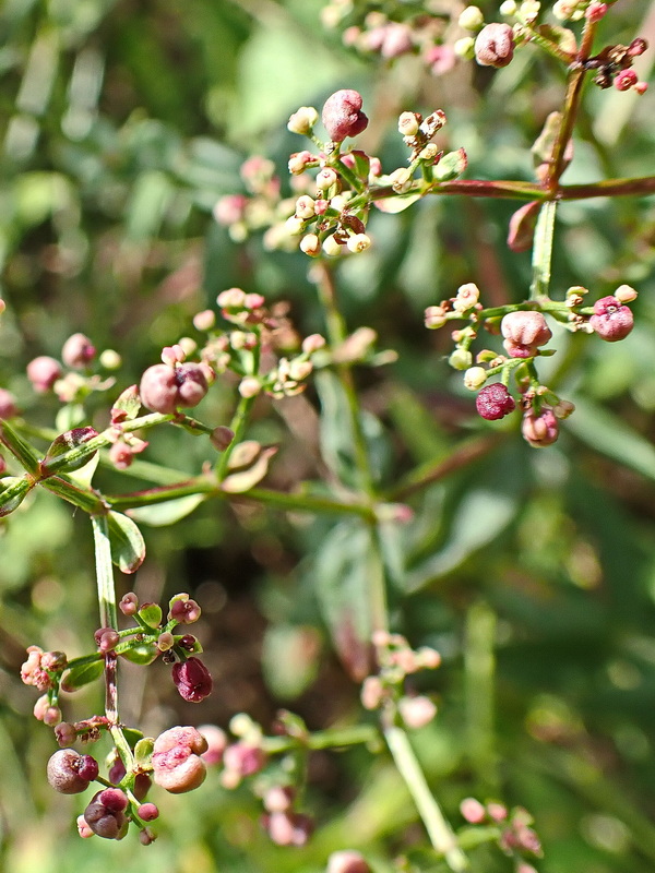 Изображение особи Galium physocarpum.