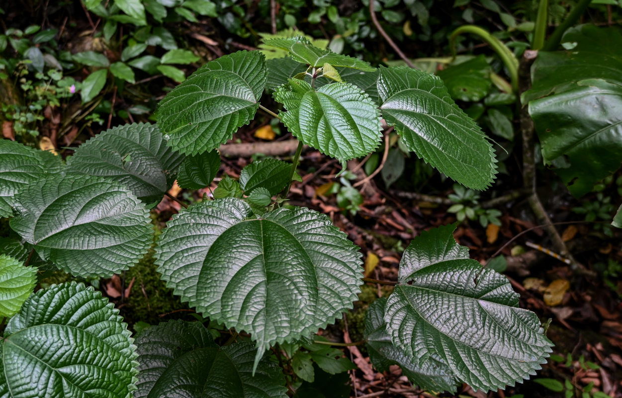 Image of Boehmeria virgata var. strigosa specimen.