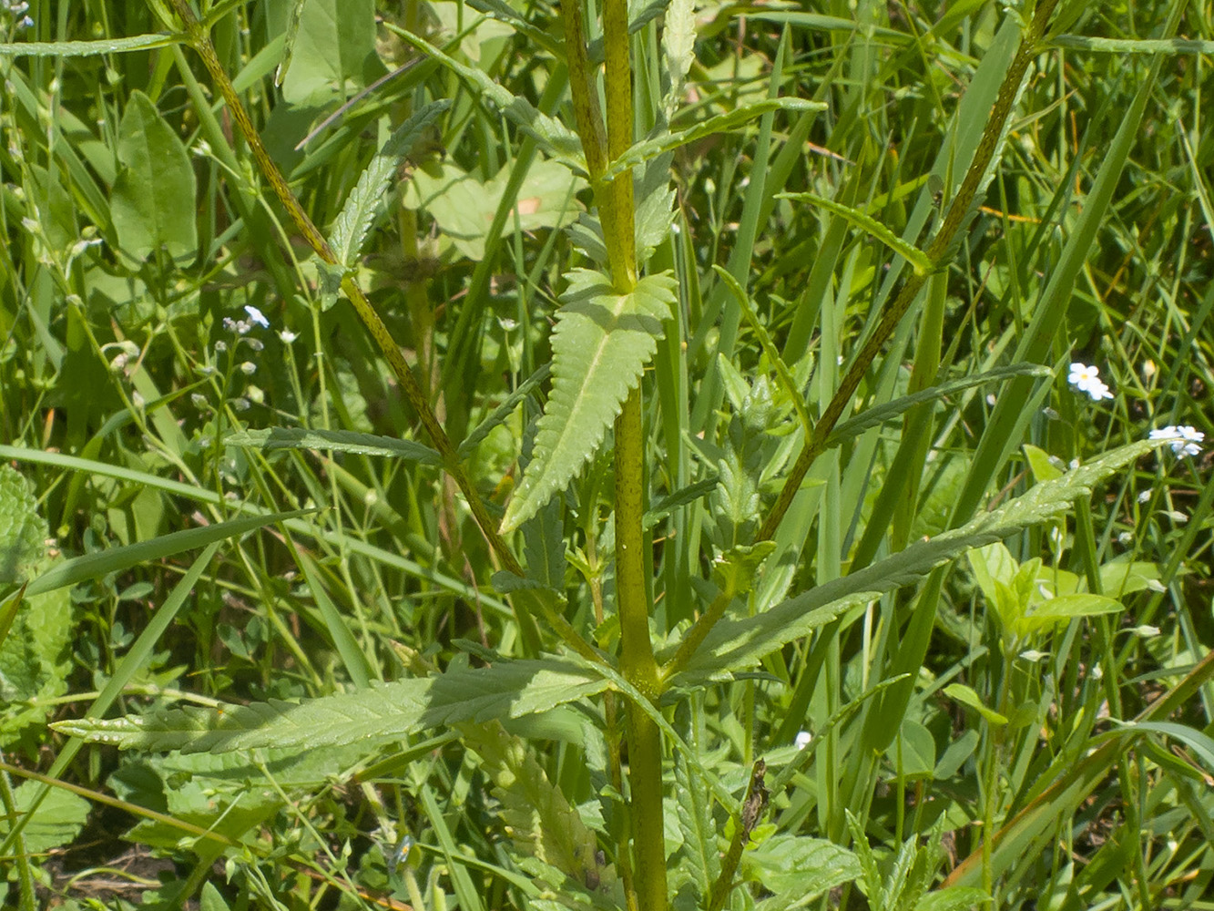 Image of Rhinanthus subulatus specimen.