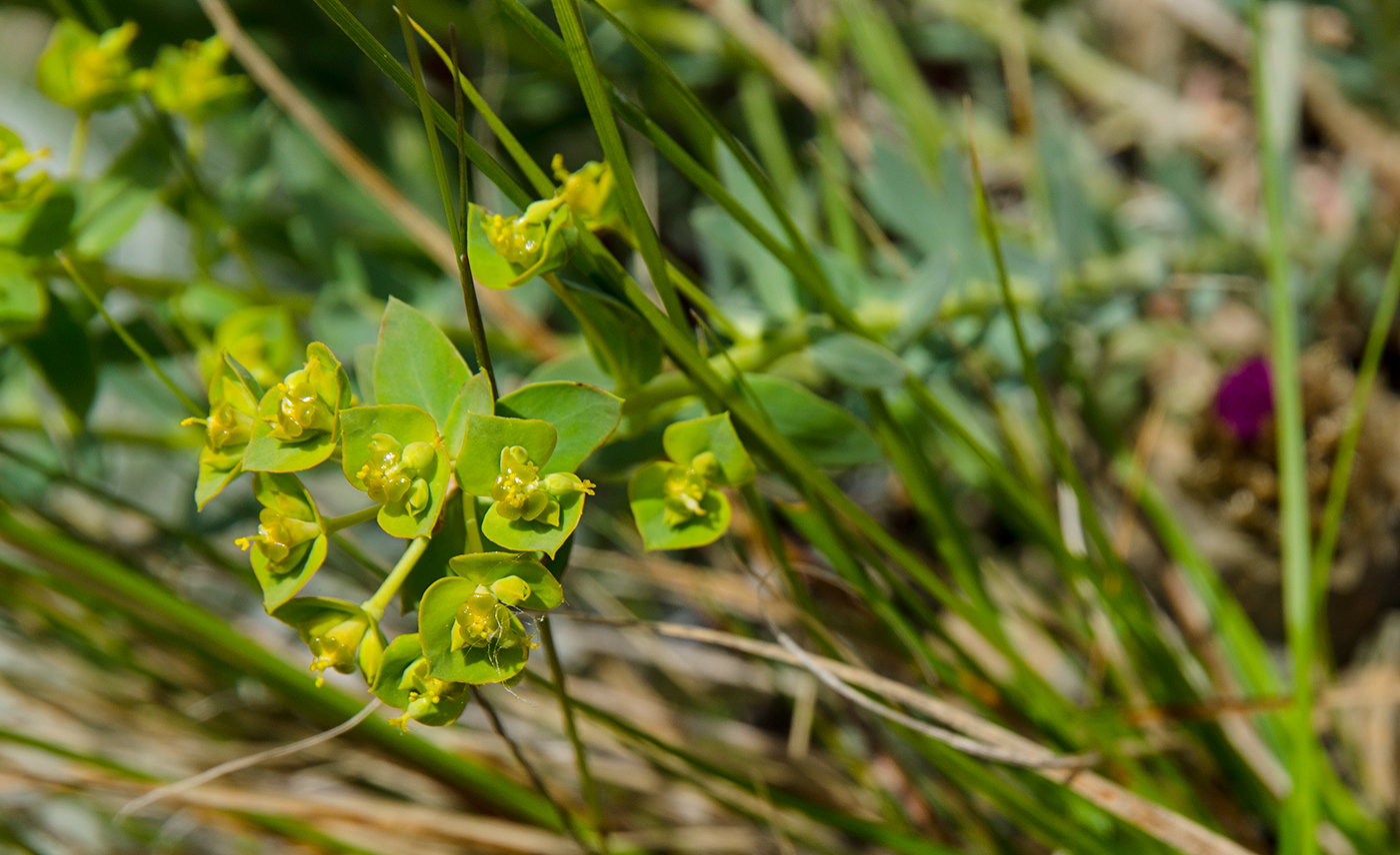 Image of genus Euphorbia specimen.