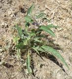 Phlomis hypoleuca