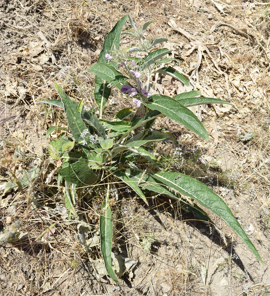 Image of Phlomis hypoleuca specimen.