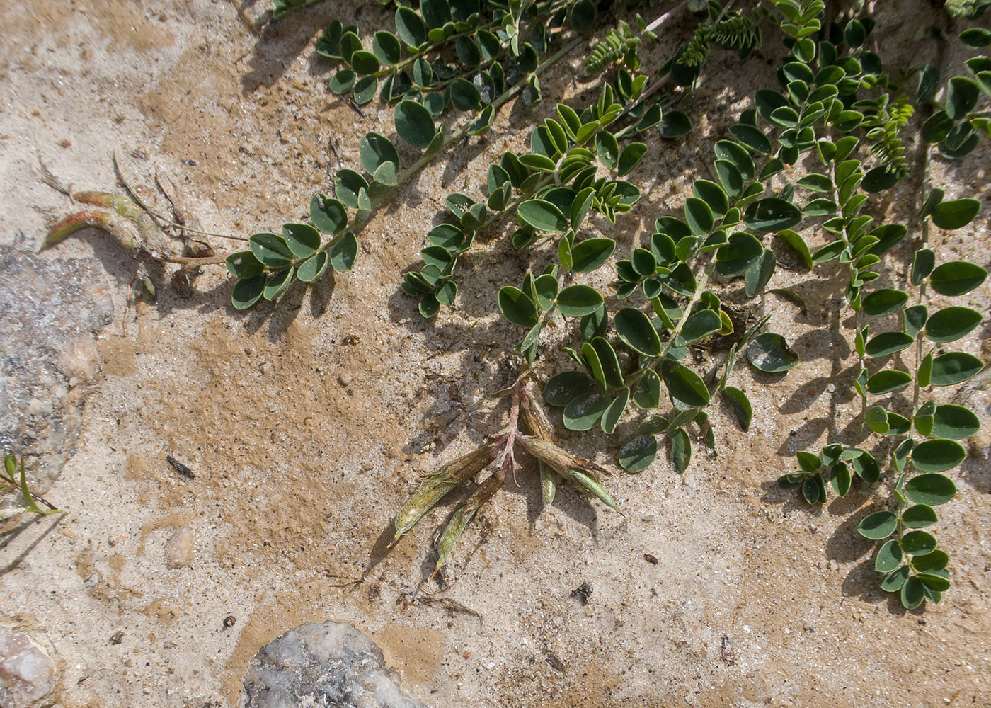 Image of genus Astragalus specimen.