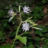 Смотреть изображение Cicerbita macrophylla