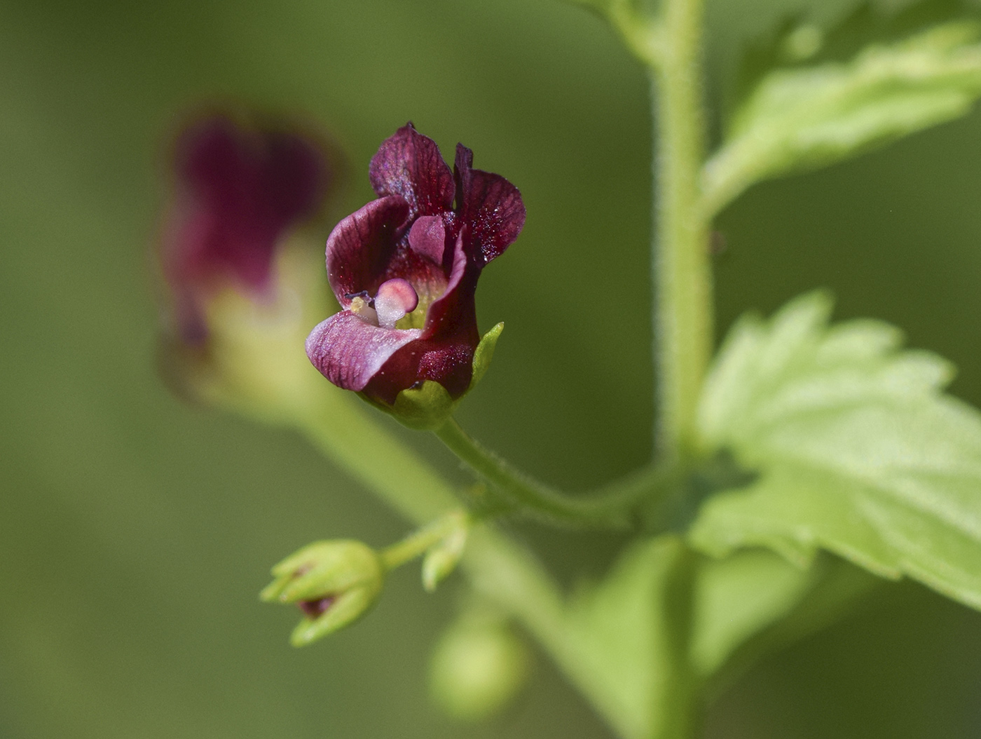 Изображение особи Scrophularia peregrina.