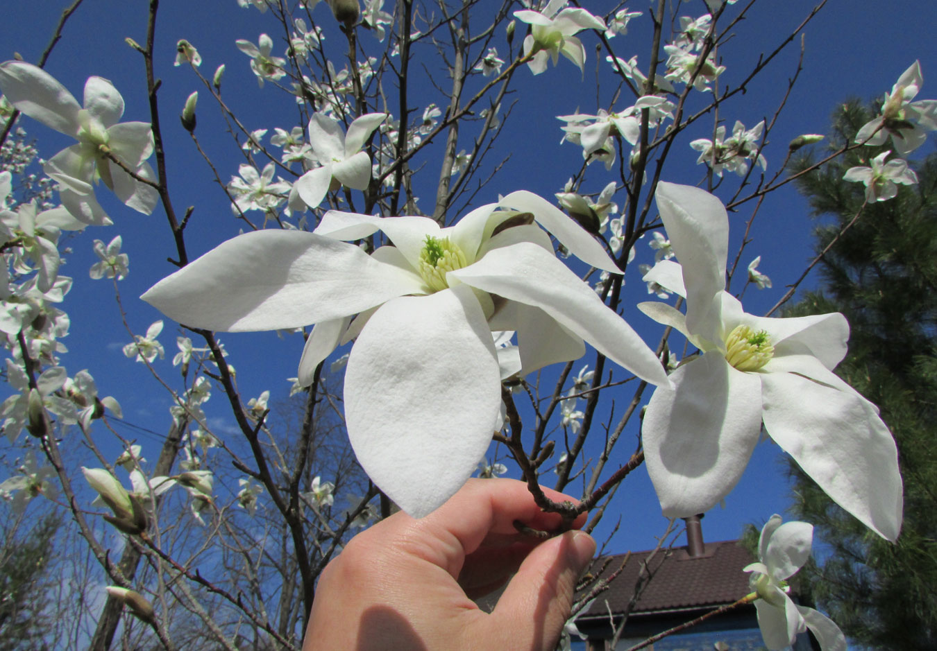 Image of Magnolia salicifolia specimen.