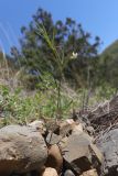 View full-size image Lathyrus saxatilis